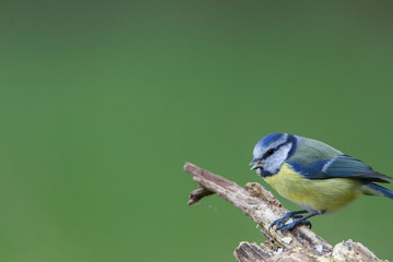 Blaumeise