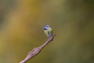 Blaumeise