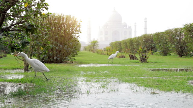 Taj Mahal view and white heron in the Mehtab Bagh park