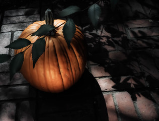 Pumpkin in moonlight