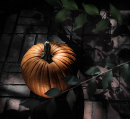 Pumpkin in moonlight