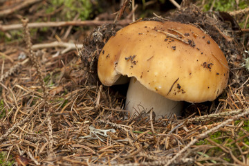 Russula