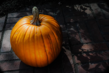 Pumpkin in moonlight 