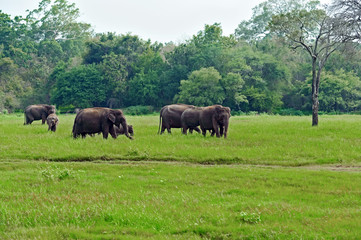 Fototapeta na wymiar Indian elephants