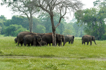 Fototapeta premium Elephant