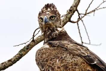 Falcon