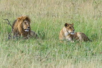 Lion Masai Mara