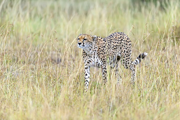 Masai Mara Cheetahs