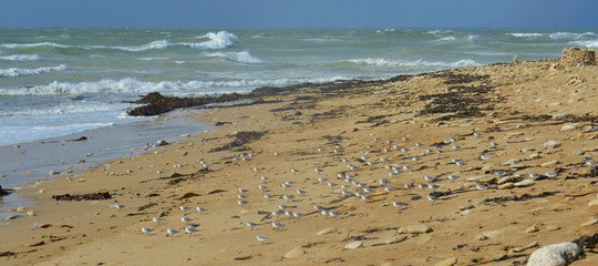 Vögel an der AtlantikKüste