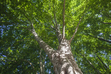 Fototapeta premium Tree tall thick trunk bark skin textures branches in summer bloom
