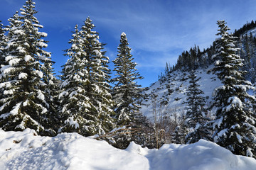The mountains around Lake Amut.Winter forest in the mountains..