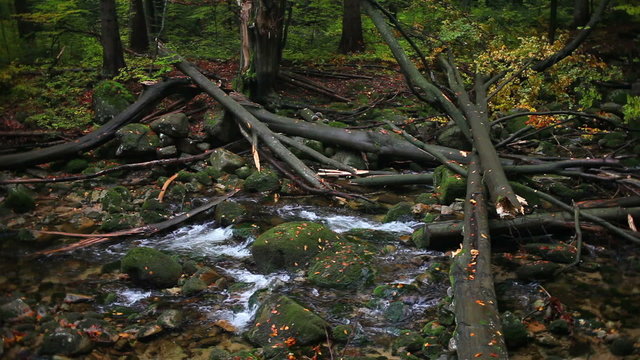 Stream with fallen trees in the mountain forest