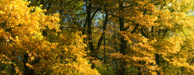 Goldener Herbst, Landschaft, Panorama - Golden autumn, landscape