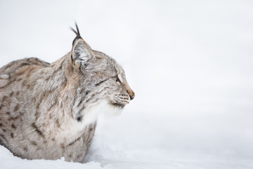 Lynx Head in Profile