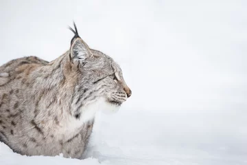 Fotobehang Lynx Head in Profile © andyastbury