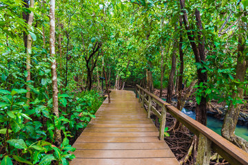Wooden pathway around mangrove forest