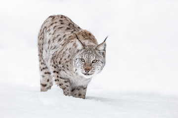 Fototapeta premium Lynx in Winter