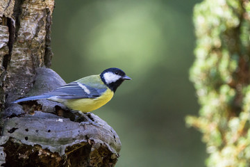 Obraz premium Kohlmeise