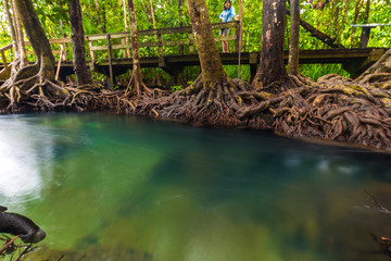 Mangrove trees along the turquoise green water