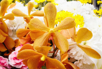 Beautiful yellow orchid flowers closeup