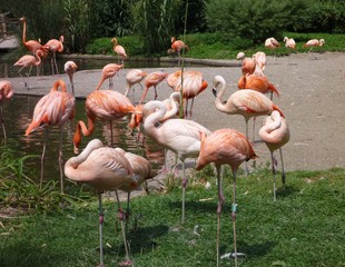 A group of flamingos in the ZOO