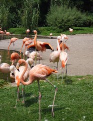 A group of flamingos in the ZOO