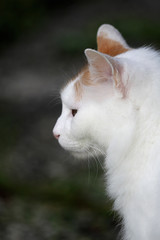 sch&ouml;ne weisse Hauskatze