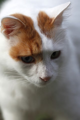 schöne weisse Hauskatze