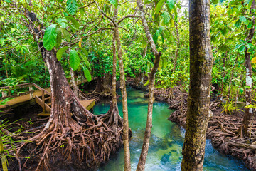 Mangrove trees along the turquoise green water