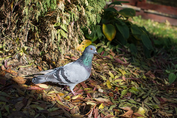 Pigeon in the park. Photographed from close distance, near lake. Colorful feathering.