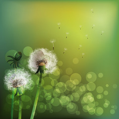 Spring background with white dandelion.