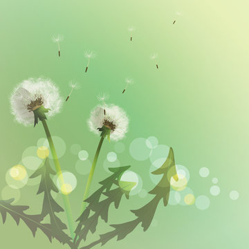 Spring background with white dandelion.