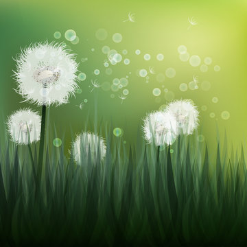 Spring background with white dandelions.