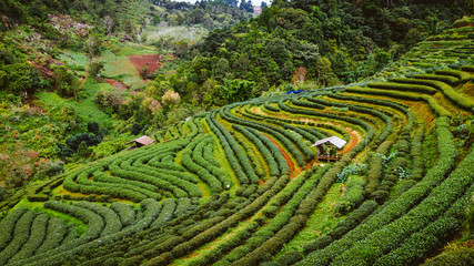 Green tea farm in thailand