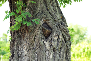 Tree hollow close up