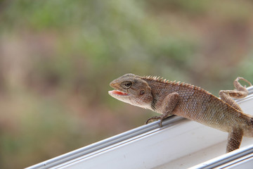 Lizard on the rock