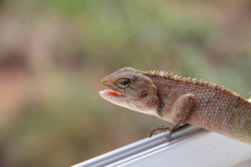 Lizard on the rock
