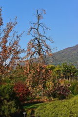 Verbania, Villa Taranto. I colori dell'autunno