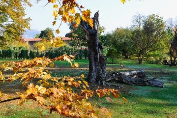Verbania, Villa Taranto. I colori dell'autunno