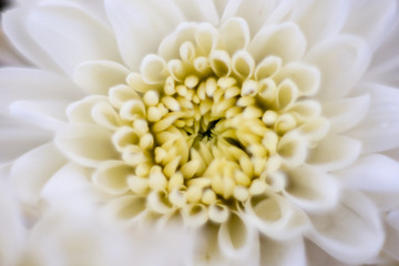 Chrysanthemum flowers