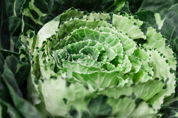 cabbage soft blur close-up