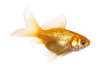 Isolated of the gold fish on white
