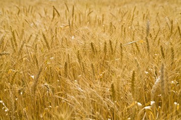 close up view of the golden grain ears