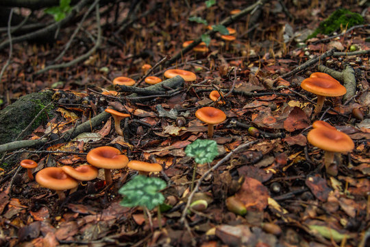 wild forest mushroom in the woods of Mount Etna in Italy in fall.