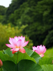 Obraz premium 里山に咲くハスの花