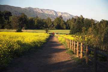 Walkway through yellow mustard toward Topa Topa mountains in spring, Ojai, California, USA, 04.26.2014