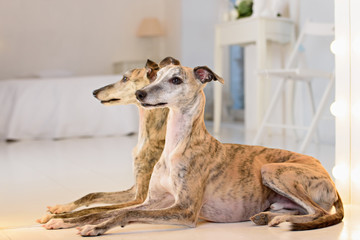 Whippet dog Portrait 