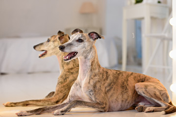 Whippet dog Portrait 
