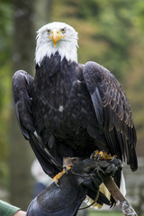 eagle,

