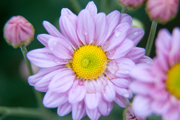 Chrysanthemum flowers